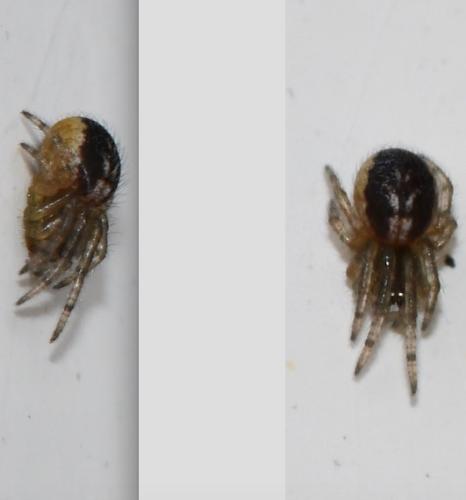 Zygiella sp.